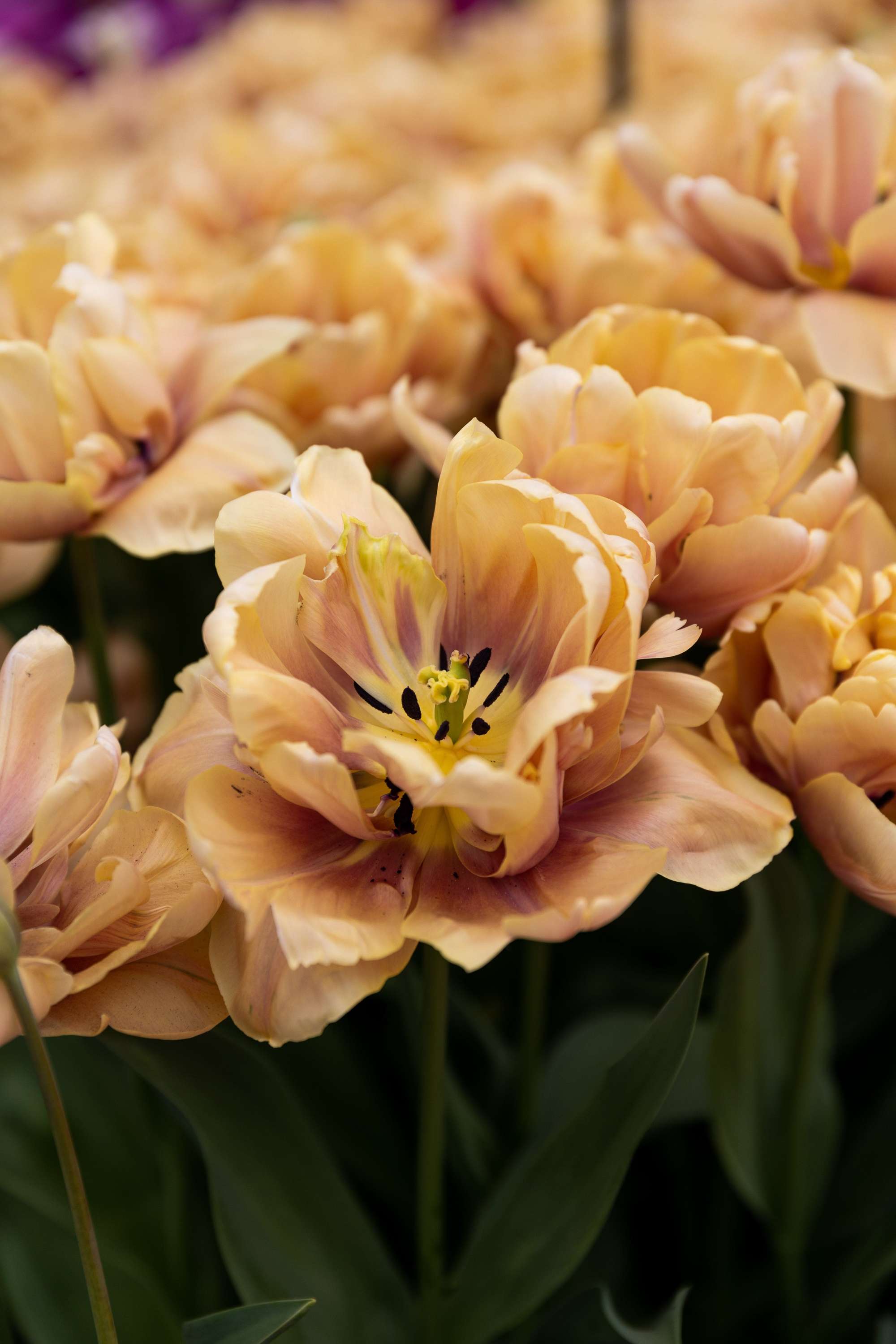 Tulpe 'La Belle Époque'